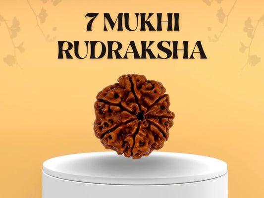 Natural 7 Mukhi Rudraksha (Nepal Origin)