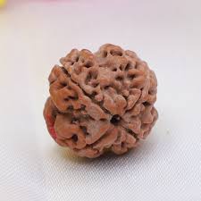 Natural 4 Mukhi/Face Rudraksha (Nepal Origin)