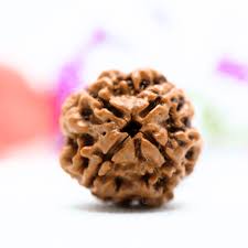 Natural 4 Mukhi/Face Rudraksha (Nepal Origin)