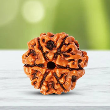 Natural 6 Mukhi/Face Rudraksha (Nepal Origin)