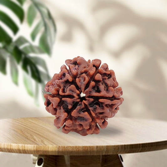 Natural 6 Mukhi/Face Rudraksha (Nepal Origin)