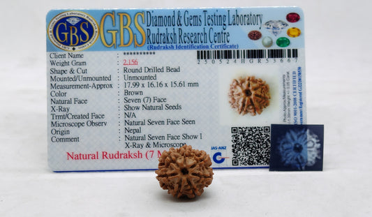 Natural 5 Mukhi/Face Rudraksha (Nepal Origin)