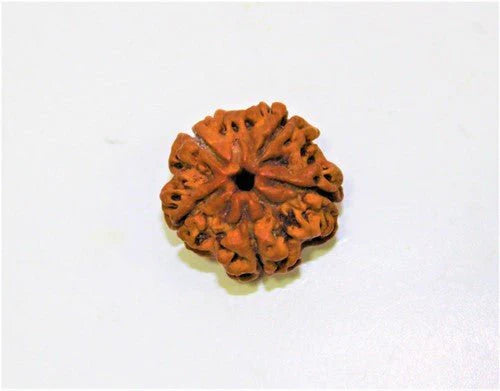 Natural 5 Mukhi/Face Rudraksha (Nepal Origin)