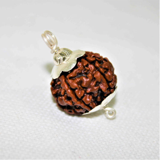 Natural 5 Mukhi/Face Rudraksha silver (Nepal Origin)