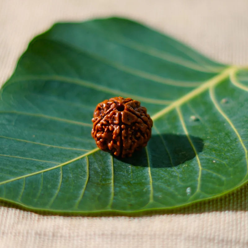 Natural 5 Mukhi/Face Rudraksha (Nepal Origin)